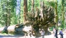 Ganz schön riesig, diese Sequoias